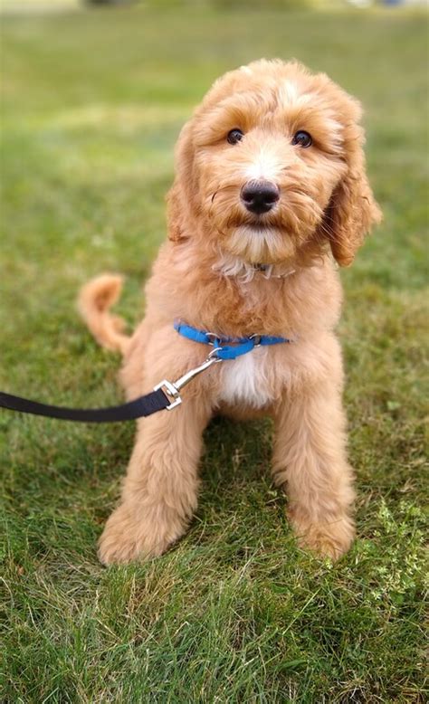 We are a small country kennel in indiana with shipping available through out the us ! F1b Standard Red Goldendoodle Puppies, Started, Ready Now ...