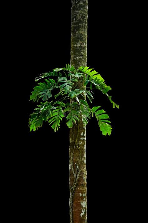 Jungle Tree Trunk With Tropical Foliage Plants Climbing Monstera