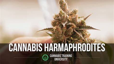 Frame the flower well, ensuring that you are once you've instantly identified a flower, plantsnap stores it in your library. How to Identify Cannabis Hermaphrodites - Cannabis ...