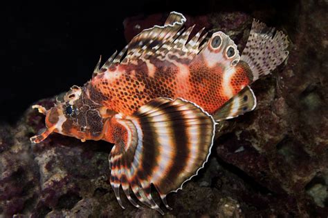 Our Animals Coral Reefs Aquarium Of The Pacific