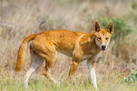 The Harrowing True Story Behind The Dingo Ate My Baby Saying