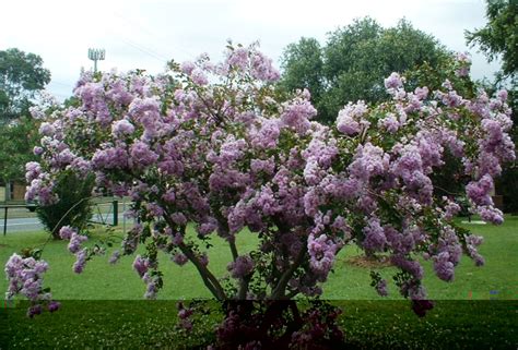 Crape myrtle trees (lagerstroemia) are to the southern united states what ivy is to university towers. PURPLE Crape Myrtles Available as Miniatures, Dwarves ...