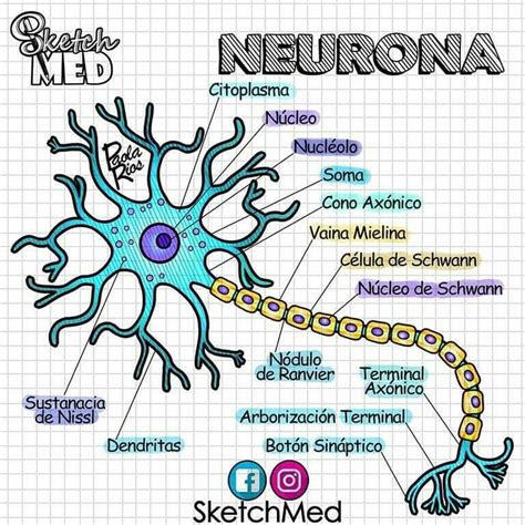 Partes De Una Neurona Unidad Funcional Basica Del Sistema Nervioso Images