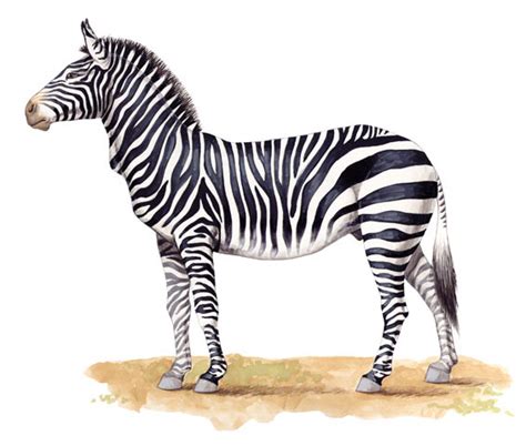 Adw Equus Zebra Information