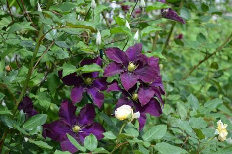 Check spelling or type a new query. Propagate Clematis by Layering - Flower Patch Farmhouse