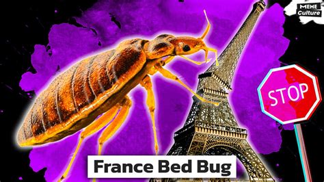 paris bed bugs infestation youtube