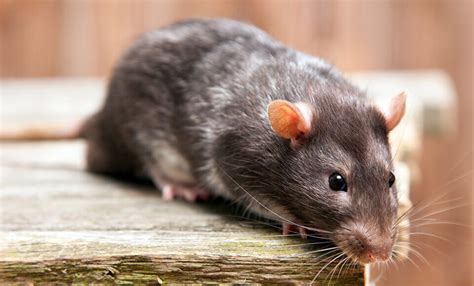 Ratten Qualipet Blog Rund Um Tiere And Tierzubehör