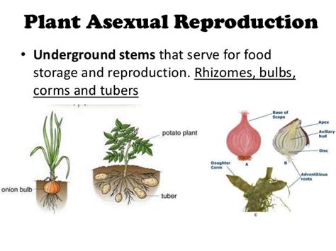 Advantages And Disadvantages Of Asexual Reproduction In Plants Science Online