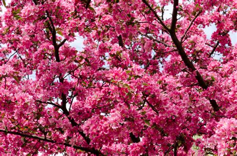 1080p beautiful nature wallpaper flower desktop background pictures. Scenery of cherry blossom during daytime HD wallpaper ...