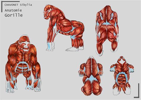 Muscular Anatomy Of Trap