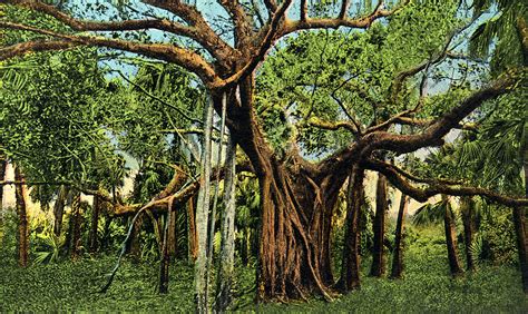 A Banyan Tree In Palm Beach Florida Clippix Etc Educational Photos For Students And Teachers