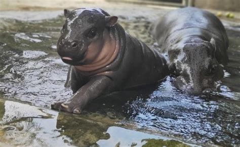 Fun Facts About The Pygmy Hippopotamus Taman Safari Bali