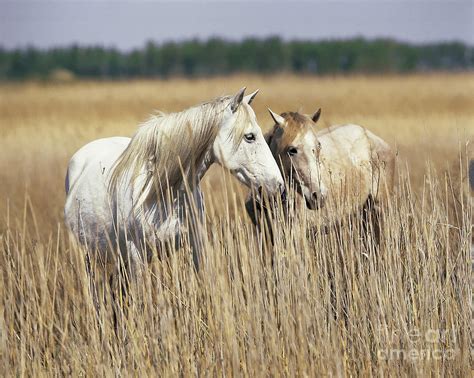 Camargue Horses Photograph By Robert Maier Fine Art America