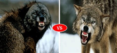 Wolverine Vs Gray Wolf Fight Comparison Who Will Win