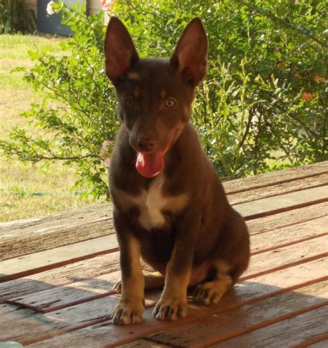 For Sale Working Kelpie X Koolie Pups