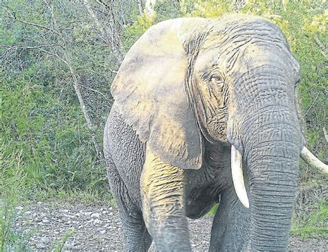 The Last Knysna Elephant Has A Message For People
