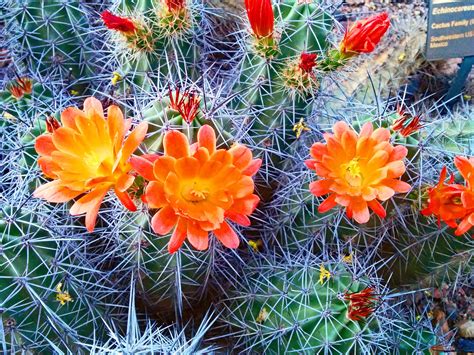 Phoenix And Greater Phoenix Area Usa Desert Flowers Cactus Flowers