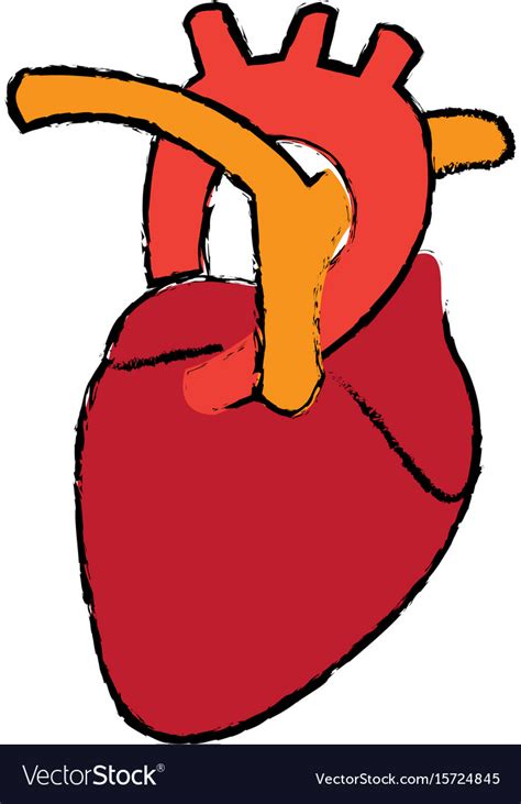 Human Heart Anatomy Medical Science Royalty Free Vector