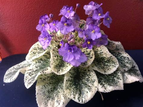 Marvelous Silk African Violets Balsam Hill Classic Blue Spruce