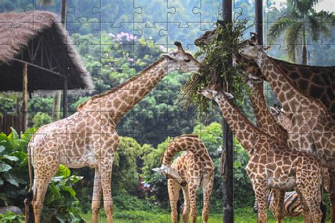 Giraffes Jigsaw Puzzle Free Jigsaw Puzzles And Online Games