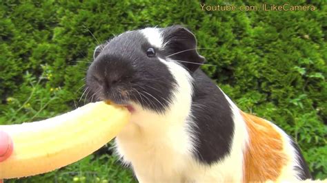 Cute Guinea Pig Vs Banana Youtube
