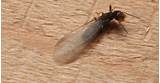 Termite Swarmer Images Images