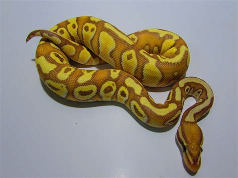 Banana Enchi Lesser Yellow Belly Morph List World Of Ball Pythons