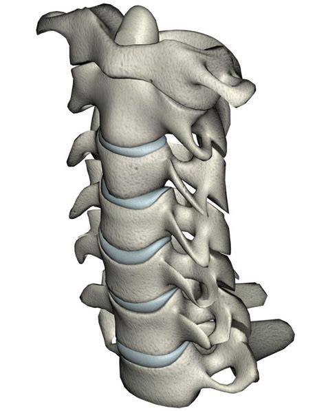 Le rachis cervical est constitué de sept vertèbres cervicales que l'on nomme c1, c2, … ,c7. Anatomía de la columna cervical (cuello)