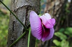 Orquídea salvaje | Orquídea salvaje, Orquideas, Vistas