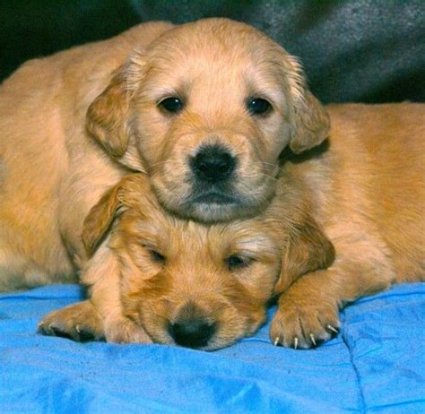 What does a golden retriever look like? Golden Retriever Puppies For Sale | Orlando, FL #254825