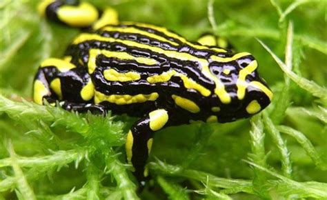 10 Most Poisonous Frogs In The World