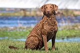 Chesapeake Bay Retriever Dog Breed Information and Characteristics ...