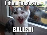 LOLcats Image Gallery Know Your Meme
