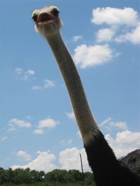 Ostrich Funny Image Quotes Quotesgram