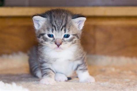 A Small Kitten Sitting On Top Of A Carpeted Floor Next To A Wooden Shelf