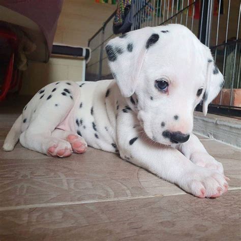 Dalmatian Puppies Are The Cutest R Aww