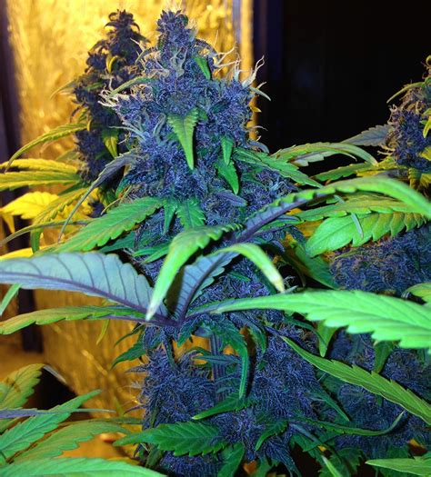 The Top 5 Fastest Growing Autoflower Strains Fast Buds Blog