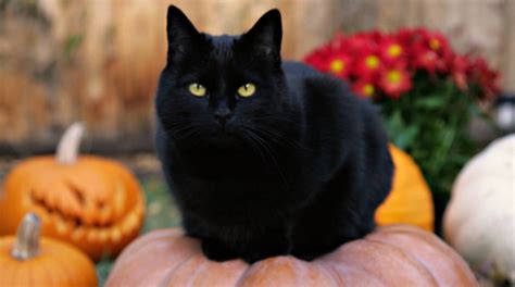 Whats The Connection Between Black Cats And Halloween