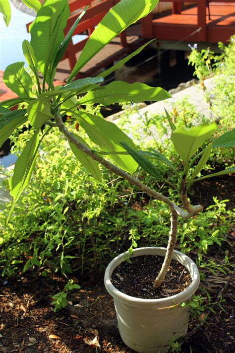 My plumeria got much larger this year but made only leaves. In the Garden - Plumeria