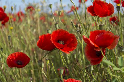 Shallow Focus Photography Of Red Flowers During Day Time Hd Wallpaper