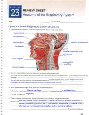 Exercise 23 Anatomy Respiratory System Pdf EXERCISE 23 REVIEW SHEET