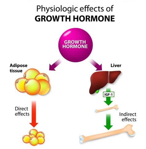 Growth Hormone Phy Fb6