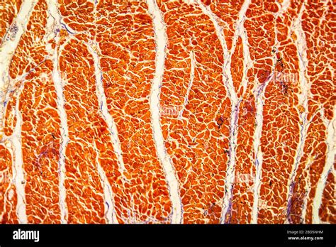 Cardiac Muscle Hi Res Stock Photography And Images Alamy
