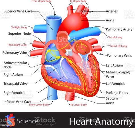Anatomía De Corazón Illustracion Libre De Derechos 450215807 Istock