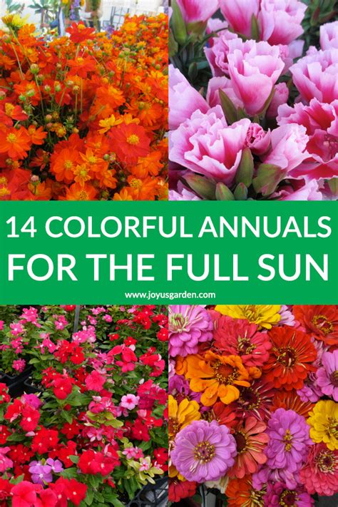 Colorful Summer Annuals For The Full Sun Joy Us Garden Full Sun