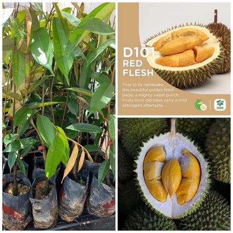Anak Pokok Durian D101 Durian Ioi Hajah Hasmah Shopee Malaysia