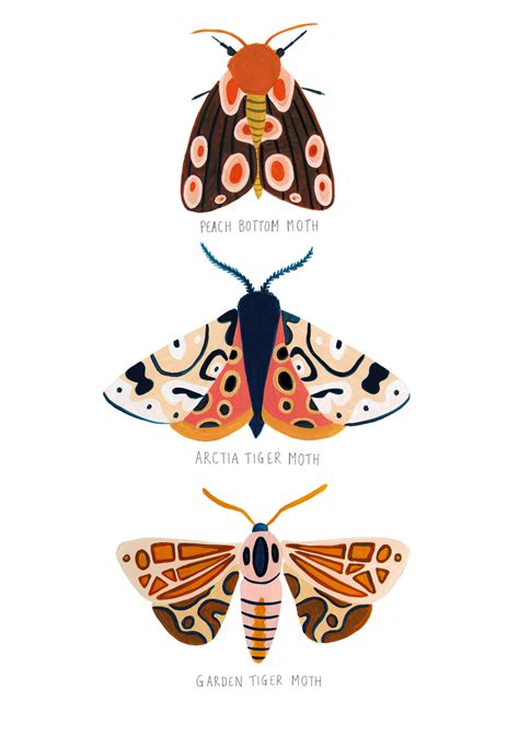 Bugs Insects Moth Illustration Using Gouache Bug Print Insect Print