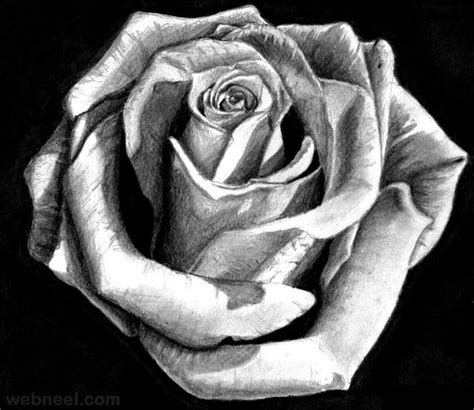 25 Beautiful Rose Drawings And Paintings For Your Inspiration Read