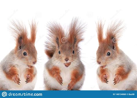 Three Squirrels Eating Hazelnuts Stock Photo Image Of Pretty Beauty