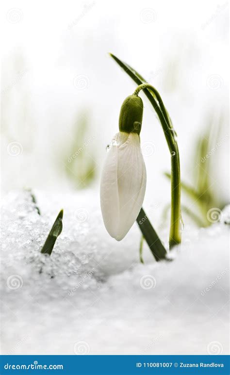 Snowdrop Flower In Snow Stock Image Image Of Detail 110081007